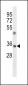 TMBIM1 Antibody (N-term)