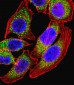 NFATC4 Antibody (C-term)