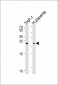 HEBP2 Antibody (N-term)