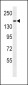 PCDH9 Antibody (C-term)