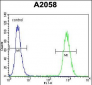 FGF11 Antibody (N-term)