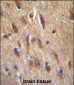 FGF11 Antibody (N-term)