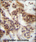 FOXA2 Antibody (Center T156)