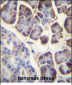 RPL34 Antibody (Center)