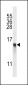 RPL34 Antibody (Center)