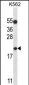 BAX Antibody (N-term)