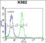 RAB3D Antibody (C-term)