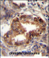 RAB3D Antibody (C-term)