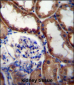 WNT16 Antibody (C-term)