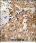 NDST1 Antibody (C-term)