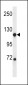 NDST1 Antibody (C-term)