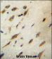 CCDC134 Antibody (C-term)