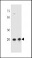 CCDC134 Antibody (C-term)