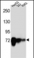 CDH22 Antibody (Center)