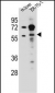 TRIM62 Antibody (C-term)