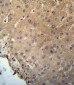 CHMP2B Antibody (N-term)