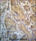 ERO1L Antibody (C-term)