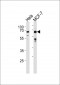 FOXO3 Antibody (N-term)