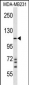 NLRC4 Antibody (N-term)