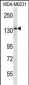 PIK3R4 Antibody (Center)