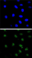 PTEN Antibody (C-term)