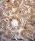 PTEN Antibody (C-term)