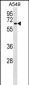 TM9SF1 Antibody (N-term)