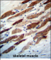 WIPI2 Antibody (N-term)