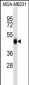 WIPI2 Antibody (N-term)