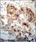 PI15 Antibody (N-term)