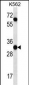 PI15 Antibody (N-term)