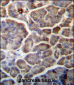 SNX29 Antibody (C-term)