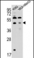 SNX29 Antibody (C-term)