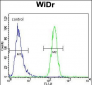 TFCP2L1 Antibody (Center)