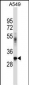 BNIP2 Antibody (C-term)