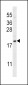 CXCL12 Antibody (C-term)