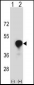 CD1C Antibody (C-term)