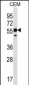 RNF8 Antibody (C-term)