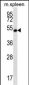 RNF8 Antibody (C-term)