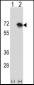 BLNK Antibody (N-term)