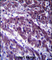 OGDH Antibody (C-term)