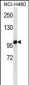 OGDH Antibody (C-term)