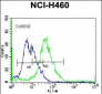 PELI3 Antibody (N-term)