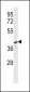 PELI3 Antibody (N-term)