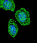 EIF2S1 Antibody (N-term)