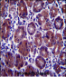 EIF2S1 Antibody (N-term)