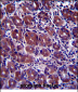 GOPC Antibody (C-term)