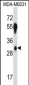 SFRS2B Antibody (N-term )