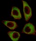 CSRNP2 Antibody (C-term)