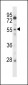 CSRNP2 Antibody (C-term)